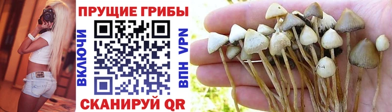 дарнет шоп  сайты даркнета наркотические препараты  Галлюциногенные грибы Magic Shrooms  Александровск 